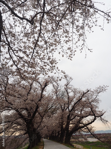 満開の桜並木道