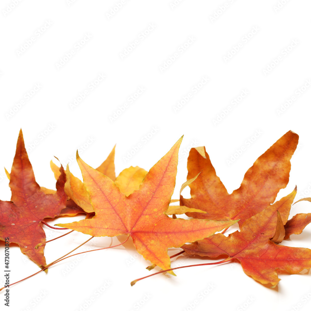 autumn maple-leaf, isolated on a white background autumn maple-leaf, isolated on a white background