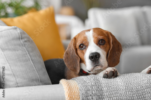 Cute Beagle dog lying on sofa