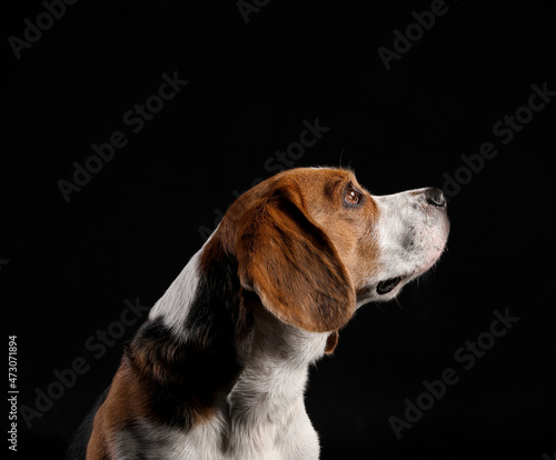 Fototapeta Naklejka Na Ścianę i Meble -  Funny Beagle dog on black background