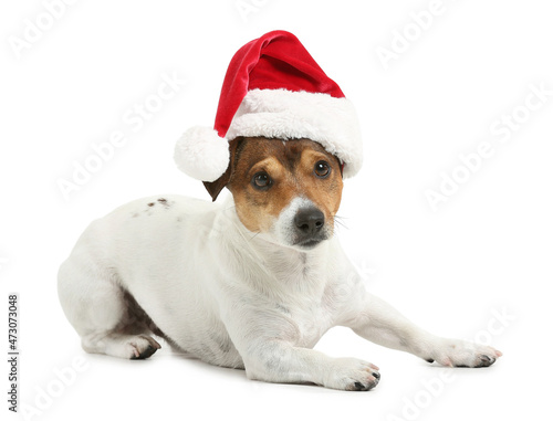 Cute Jack Russel Terrier in Santa hat on white background © Pixel-Shot