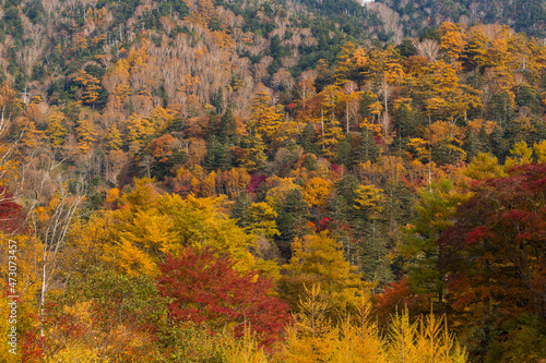 Colorful forest jungle in autumn season