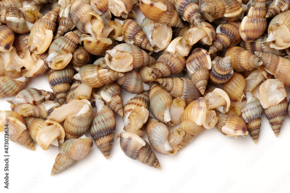 Whelks on white background 