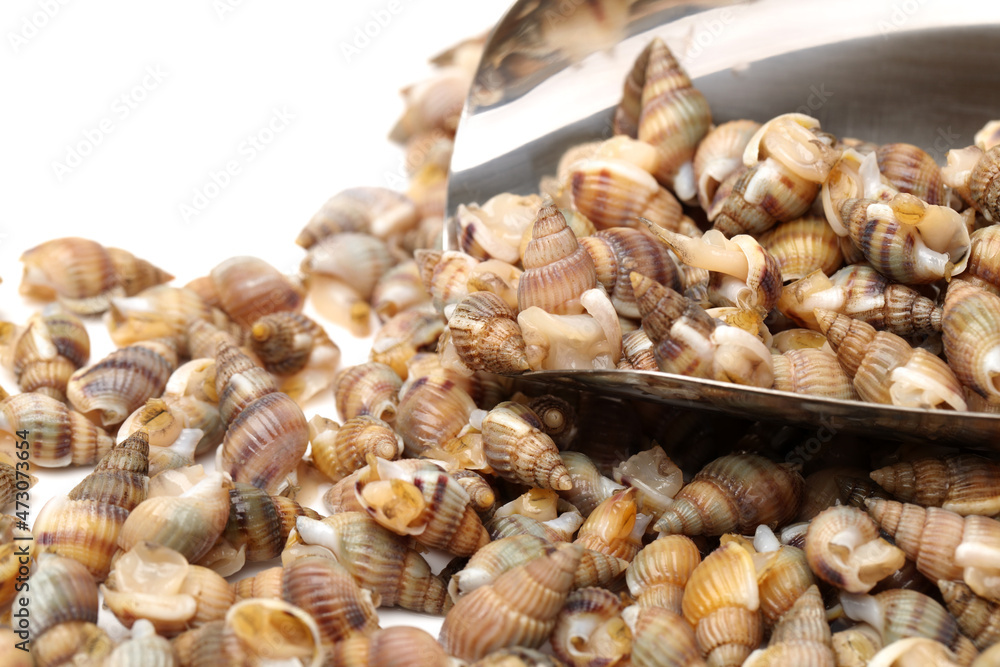 Whelks on white background Whelks on white background