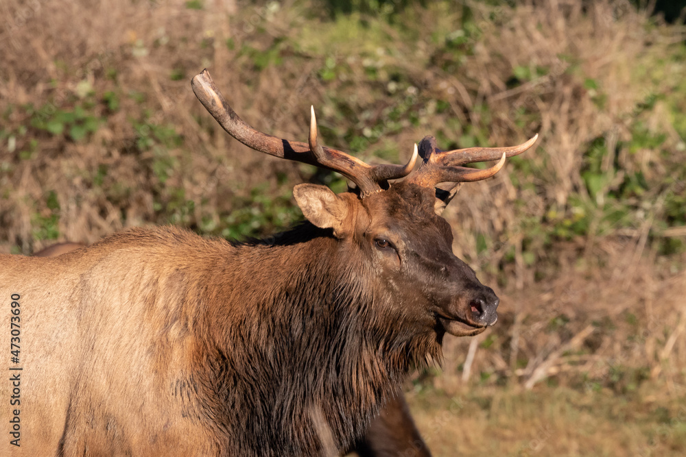 Roosevelt bull with broken antlers from fighting Roosevelt bull with broken antlers from fighting