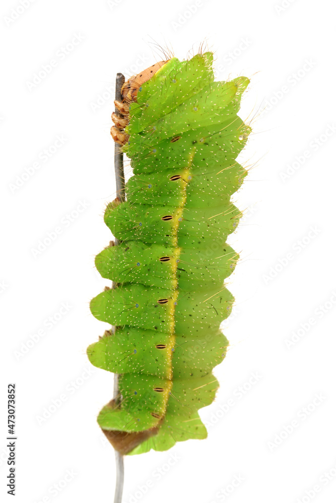 Fototapeta premium Silkworm moth larvae on a white background 