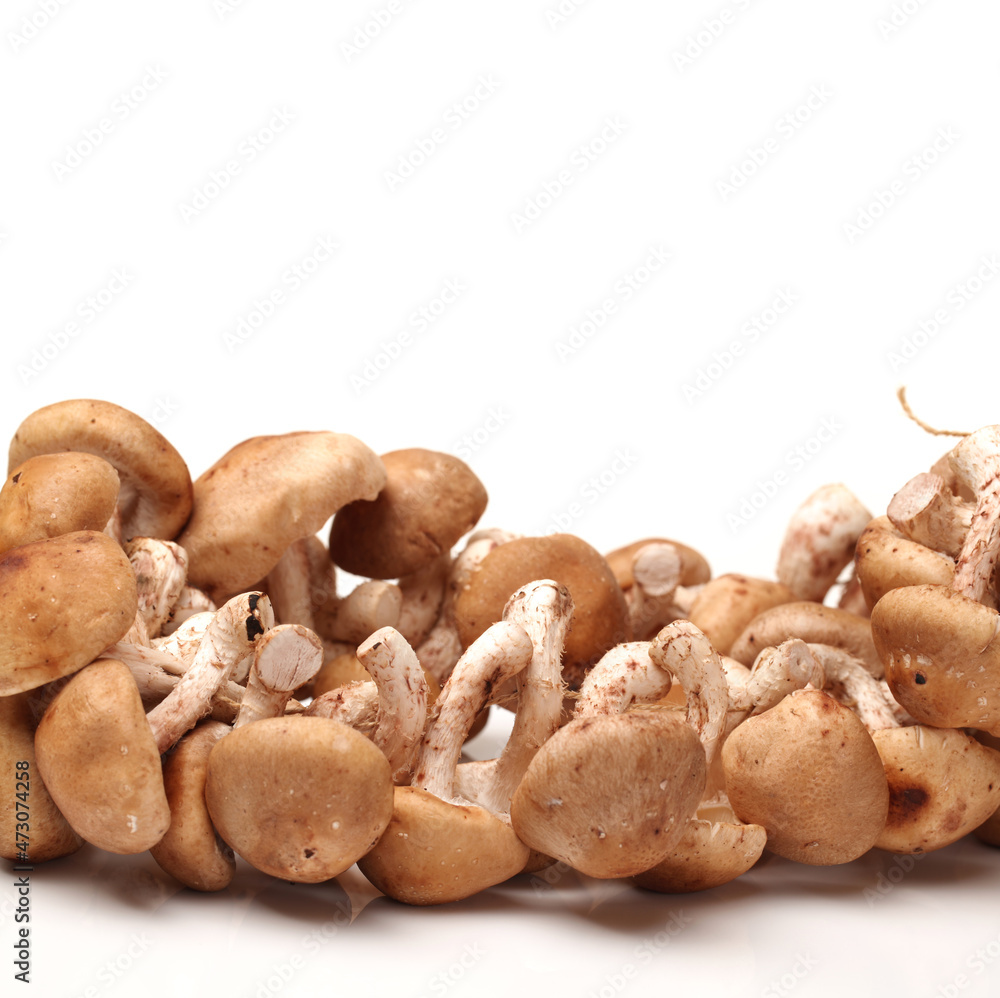 Shiitake mushroom on the White background Shiitake mushroom on the White background