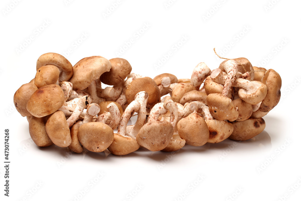 Shiitake mushroom on the White background Shiitake mushroom on the White background