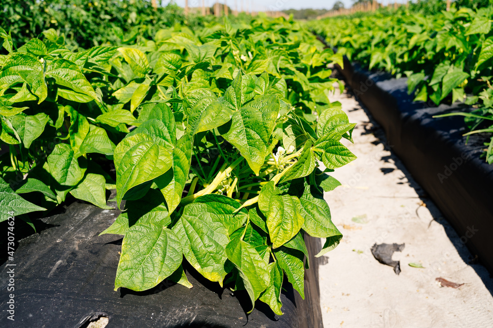 a modern vegetable farm in Florida
a modern vegetable farm in Florida