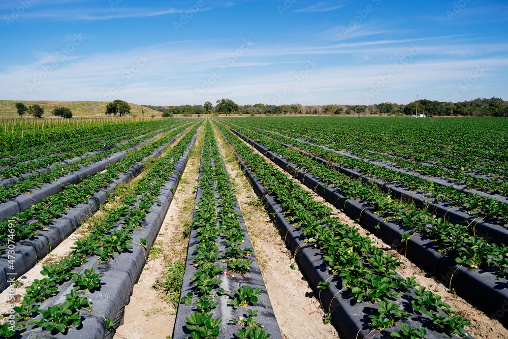 Obraz premium A modern strawberry farm in florida