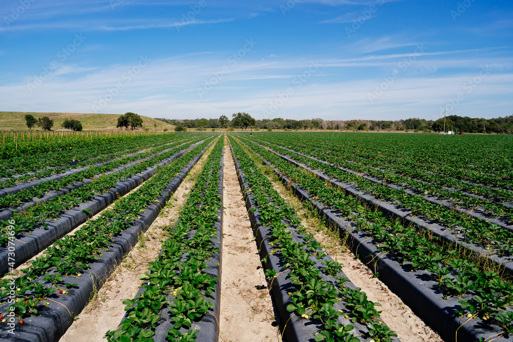 A modern strawberry farm in florida A modern strawberry farm in florida