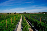 a modern vegetable farm in Florida