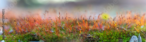 panoramic view of moss and spores. lichen and spores. 