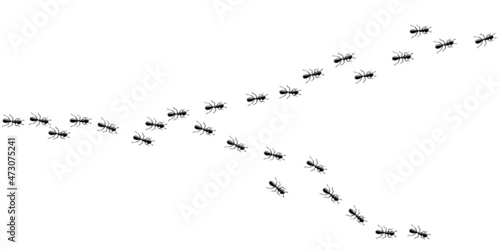 Ants marching in trail. Many small ants isolated in white background. Vector illustration