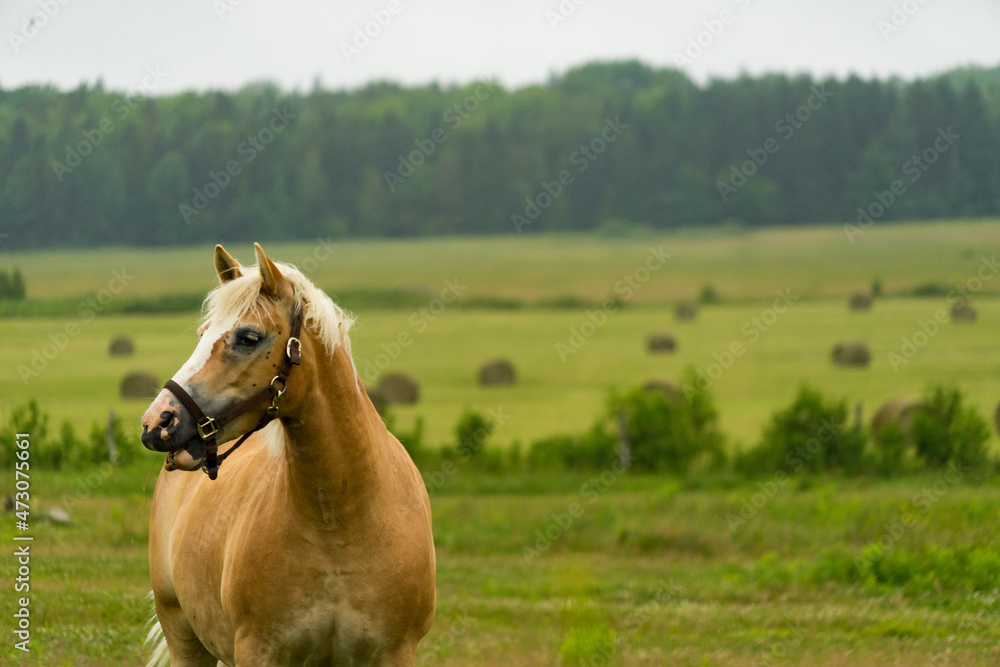 Obraz premium horse in field