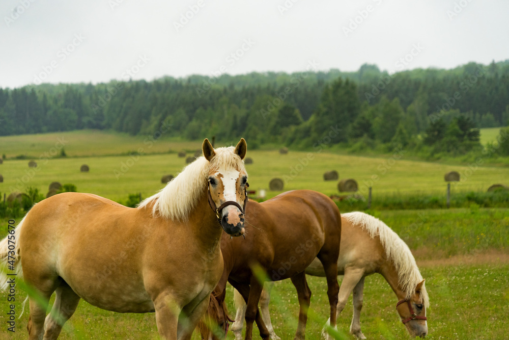 horse in the field horse in the field