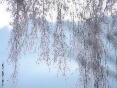 桜と朝焼けの空