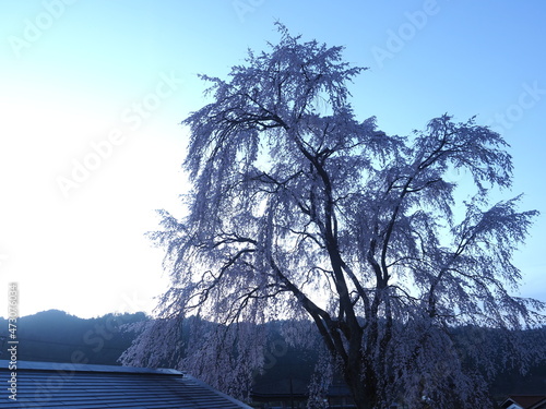 桜と朝焼けの空