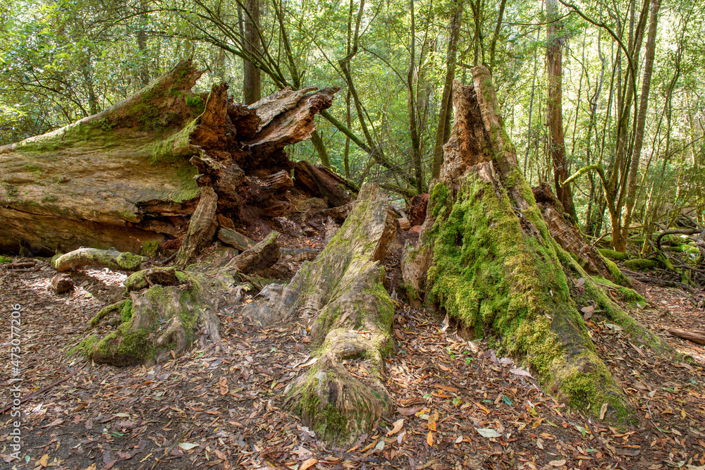 Russell Falls rainforest in Mt Field National Park, Tasmania, Australia. Russell Falls rainforest in Mt Field National Park, Tasmania, Australia.