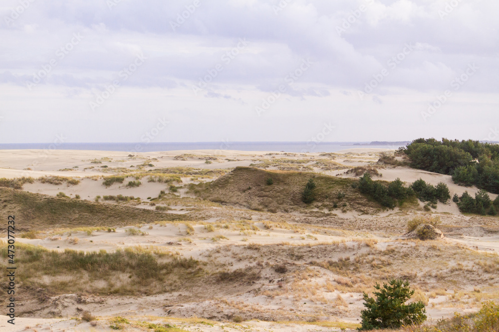 Curonian spit (Kurshskaya kosa) views in Zelenogradsk (Kranz), Russia. Sand, dunes and Baltic sea at Curonian spit.