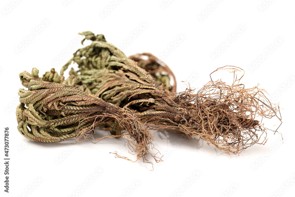 Desert bryophytes on white background Desert bryophytes on white background