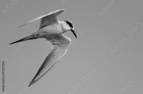 Forster's tern photo