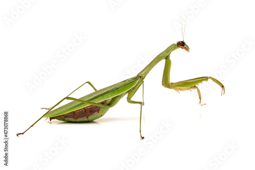 Green mantis isolated on a white background  © zcy