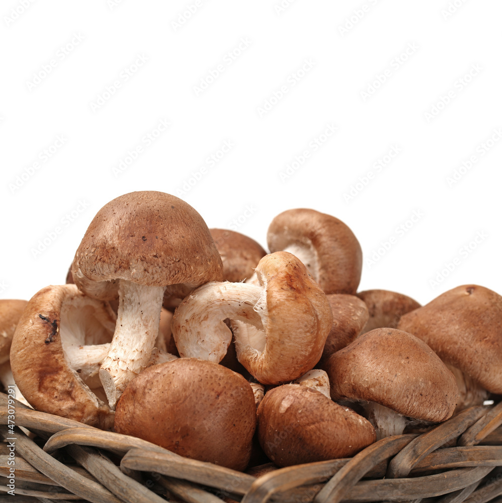 Shiitake mushroom on the White background Shiitake mushroom on the White background