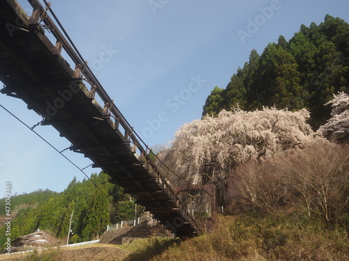 枝垂れ桜と吊橋