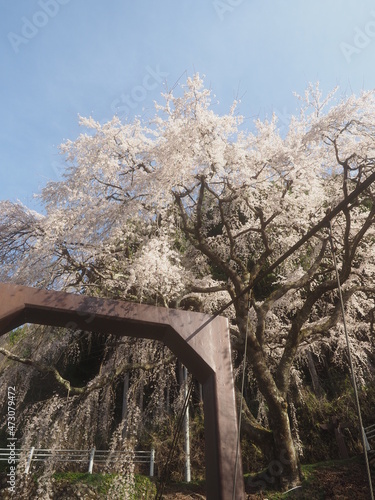 枝垂れ桜と吊橋