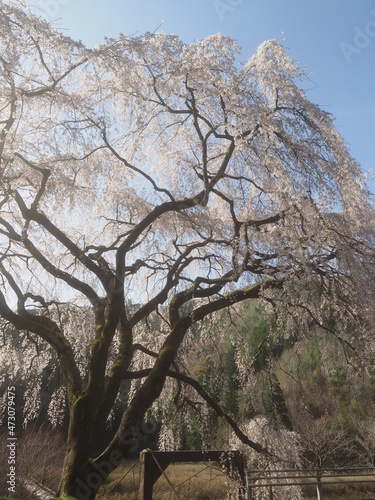 枝垂れ桜と吊橋