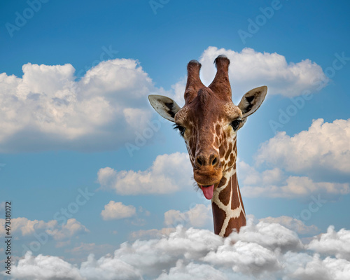 Photography Funny giraffe face head coming out of the clouds and blue sky shows tongue