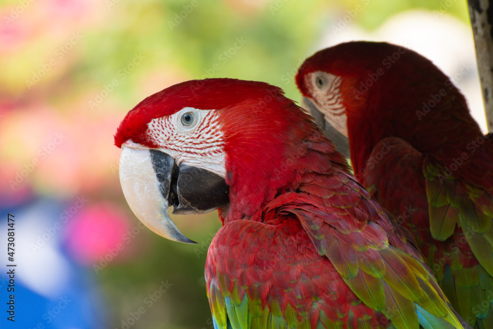 Fototapeta premium Red Macaw standing on a branch with green background