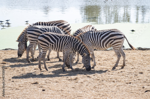 Group of wild zebras socializing Wildlife of Africa © piyaphunjun