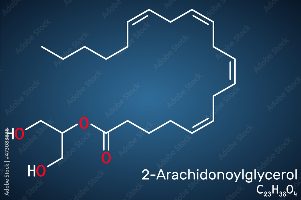 Obraz premium 2-Arachidonoylglycerol, 2-AG molecule. It is an endocannabinoid, formed from omega-6 arachidonic acid and glycerol. Structural chemical formula on the dark blue background