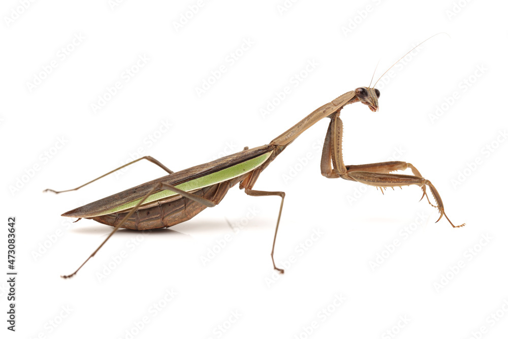 Green mantis isolated on a white background 