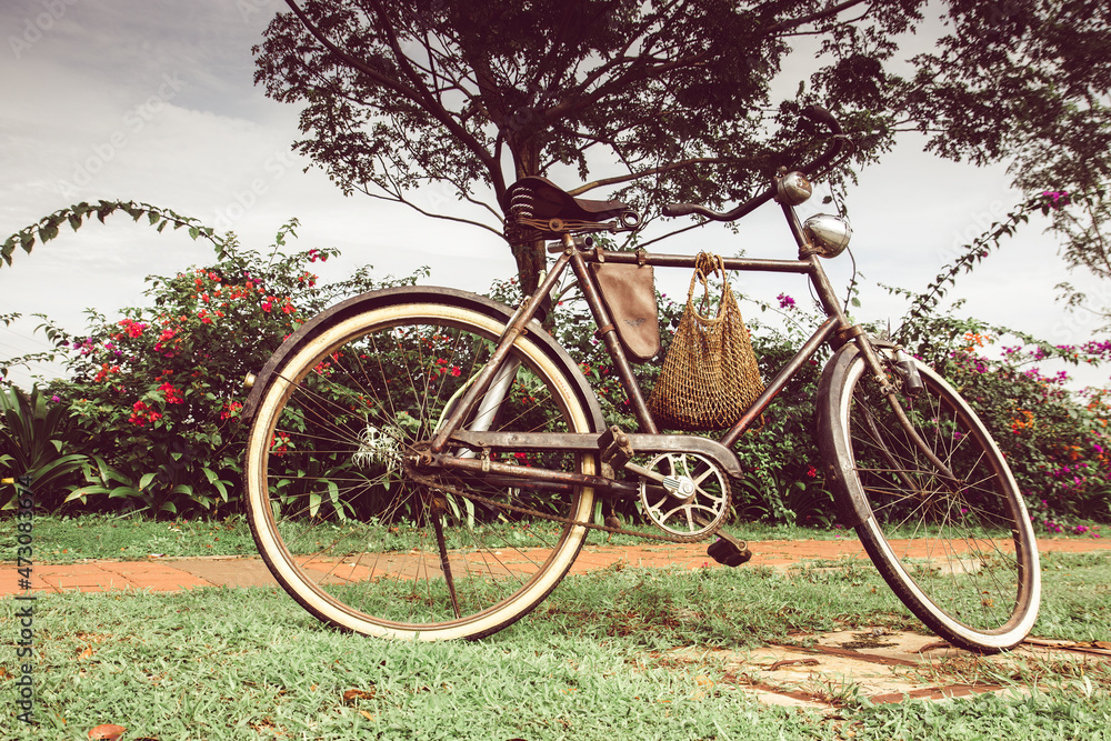 Fototapeta premium Vintage bicycle with old design, parked in garden near flowers. Classic bicycle with white tires resting on a green path. Old bicycle with white tires and bike bell in garden scenery