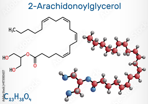 2-Arachidonoylglycerol, 2-AG molecule. It is an endocannabinoid, formed from omega-6 arachidonic acid and glycerol. Structural chemical formula and molecule model photo