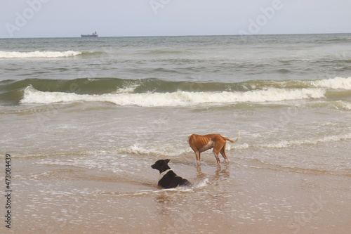  A group of thin dogs are bathing on marina beach.