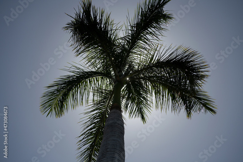 Palms wallpaper. Tropical palm leaf background  coconut palm trees. Summer tropical island  vacation pattern.