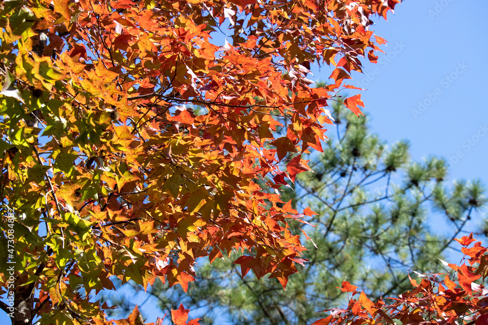 Red leaves of Liquidambar formosa or Sweet Gum Woods in Tai Tong,Tai Lam Country Park ,Hong Kong Red leaves of Liquidambar formosa or Sweet Gum Woods in Tai Tong,Tai Lam Country Park ,Hong Kong