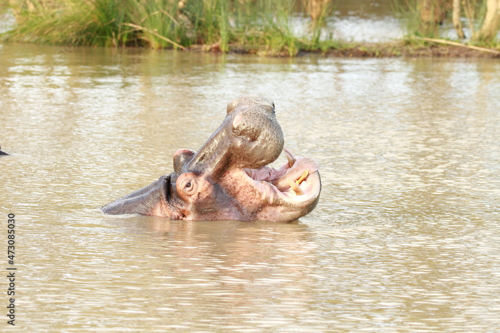 Fototapeta premium Hippopotamus Image in South Africa (hippo pictures)