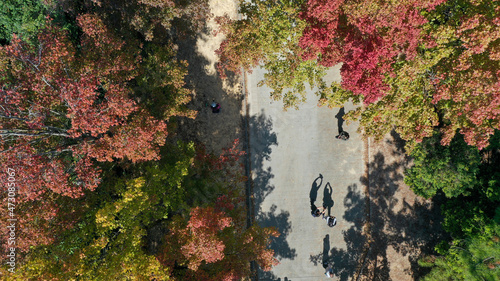 Wallpaper Mural Aerial view Red leaves of Liquidambar formosa or Sweet Gum Woods in Tai Tong,Tai Lam Country Park ,Hong Kong Torontodigital.ca