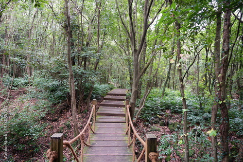 a wooden bridge in a deep forest