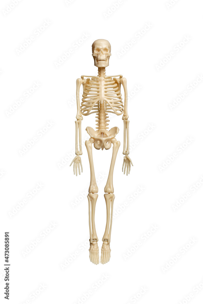 Anatomical skeleton model on white background with clipping path