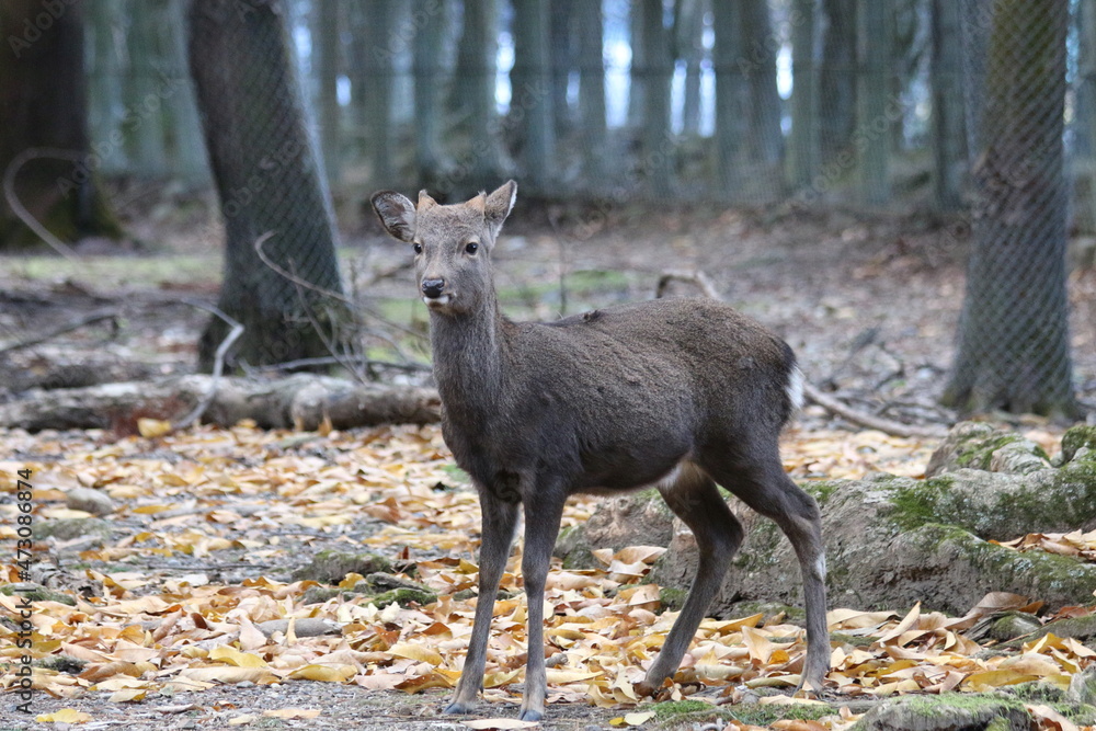 Fototapeta premium 奈良公園の鹿