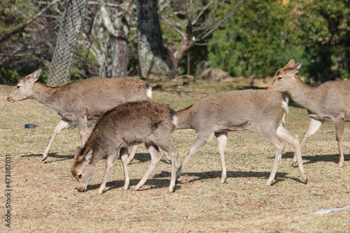 しかせんべいを求めてさまよい歩く奈良公園の鹿