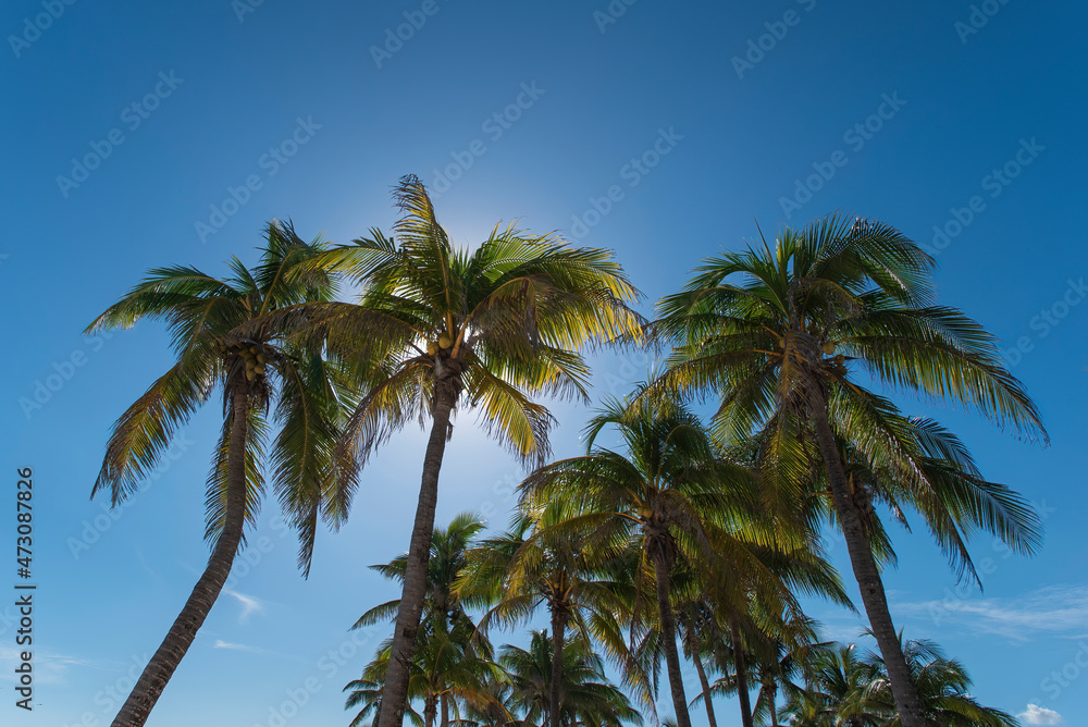 Palms trees on the Riviera Maya Mexico on blu sky as background