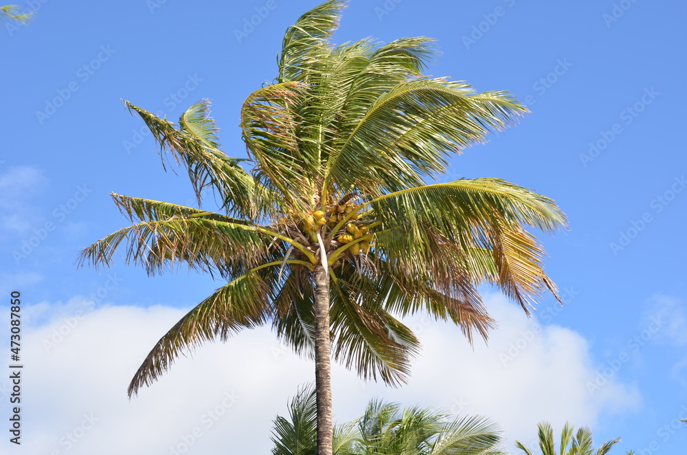 Naklejka premium Maurice island. Indian Océan.