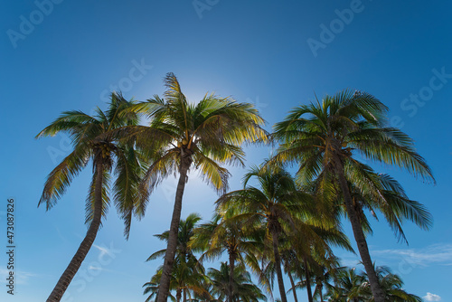 Palms trees on the Riviera Maya Mexico on blu sky as background